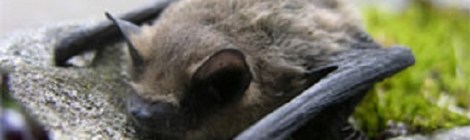 Monsanto es sinónimo de ecocidio