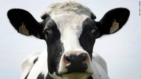 120813084748-cow-face-story-top