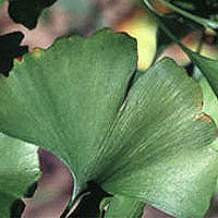 Ginkgo_Biloba