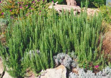 rosmarinus-officinalis