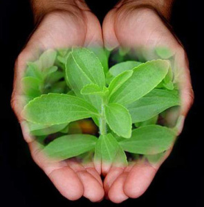 stevia
