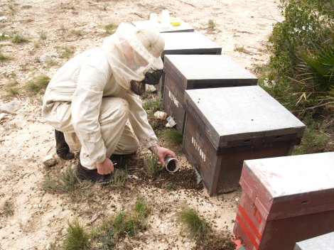 Abejas muertas en un colmenar cerca de Xátiva (Valencia).