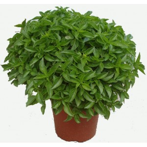 maceta-de-albahaca-de-huesca