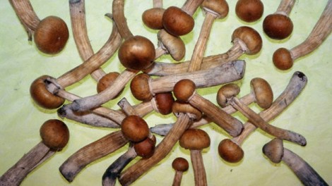 525e15680977b86828b370aa7de9d34f_article