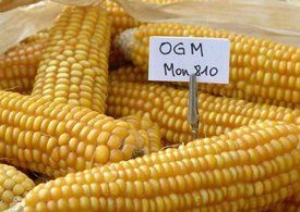 FRANCE : La France interdit le maïs OGM de Monsanto.