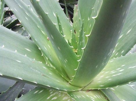 aloe-vera-1