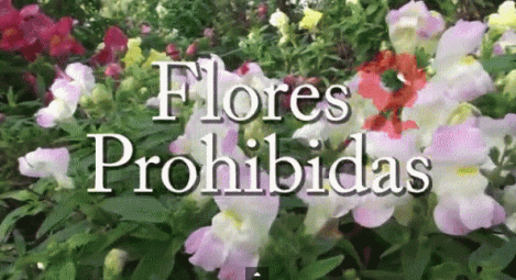 FLORES-PROHIBIDAS