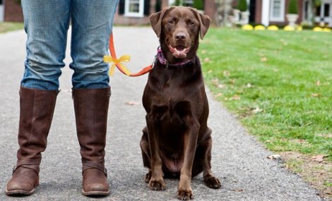 Lo-que-significa-un-lazo-amarillo_2