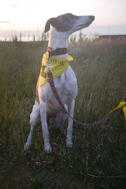 Lo-que-significa-un-lazo-amarillo_4