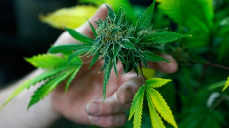 La marihuana podría prevenir la ceguera