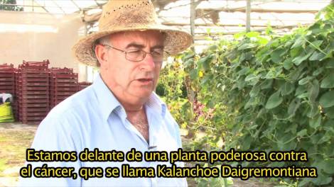 Kalanchoe, un remedio natural contra el cáncer