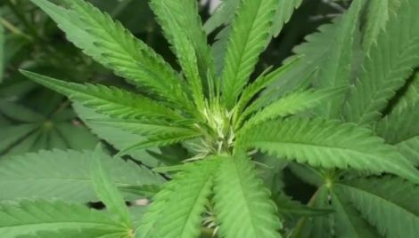 La Ciencia y el Cannabis medicinal con Manuel Guzmán