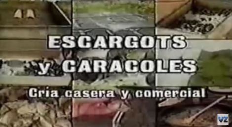Cria de Caracoles y Escargots_