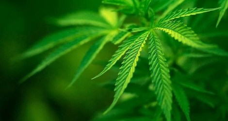 Beneficios del Cañamo y sus usos